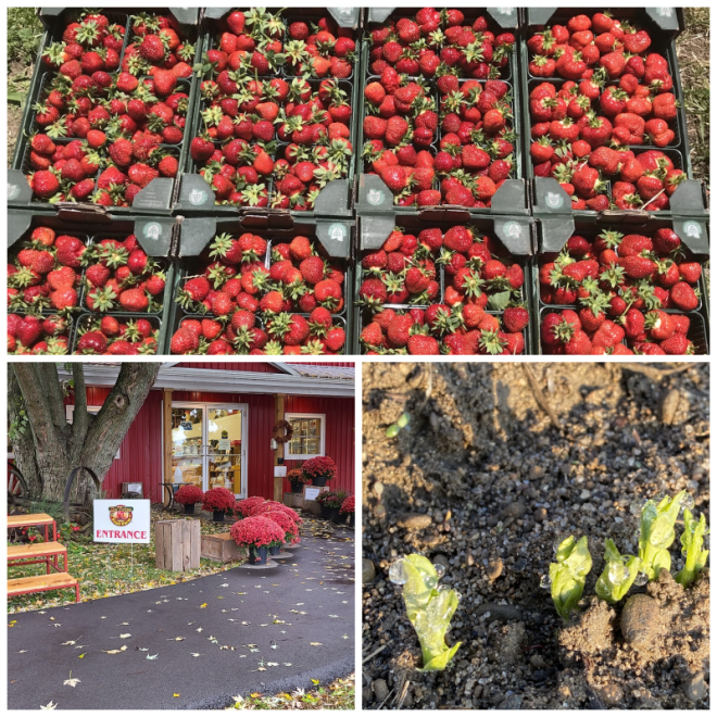 Review DeVries Fruit Farm image 88554