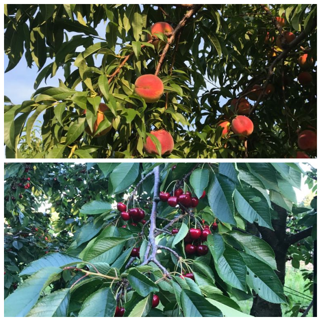 Review DeVries Fruit Farm image 88555