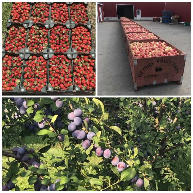 Review DeVries Fruit Farm image 88556