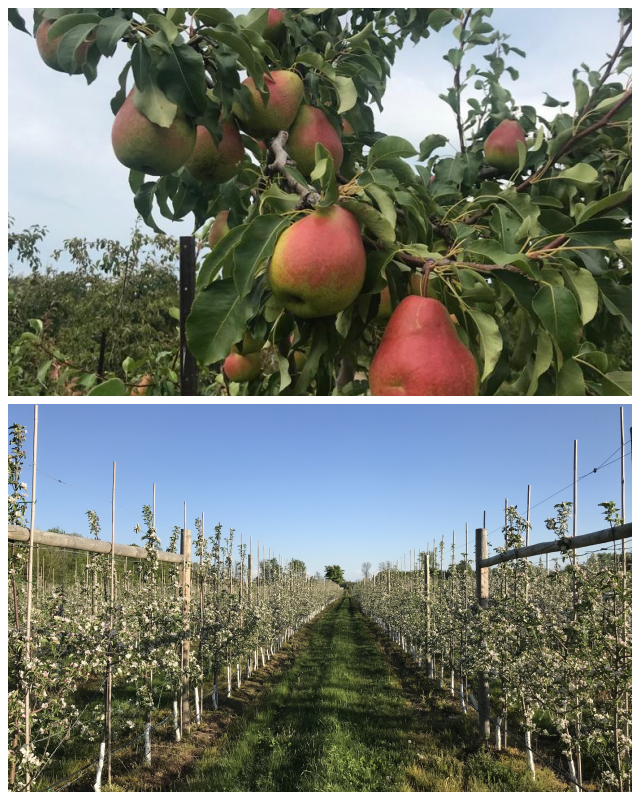 Review DeVries Fruit Farm image 88557