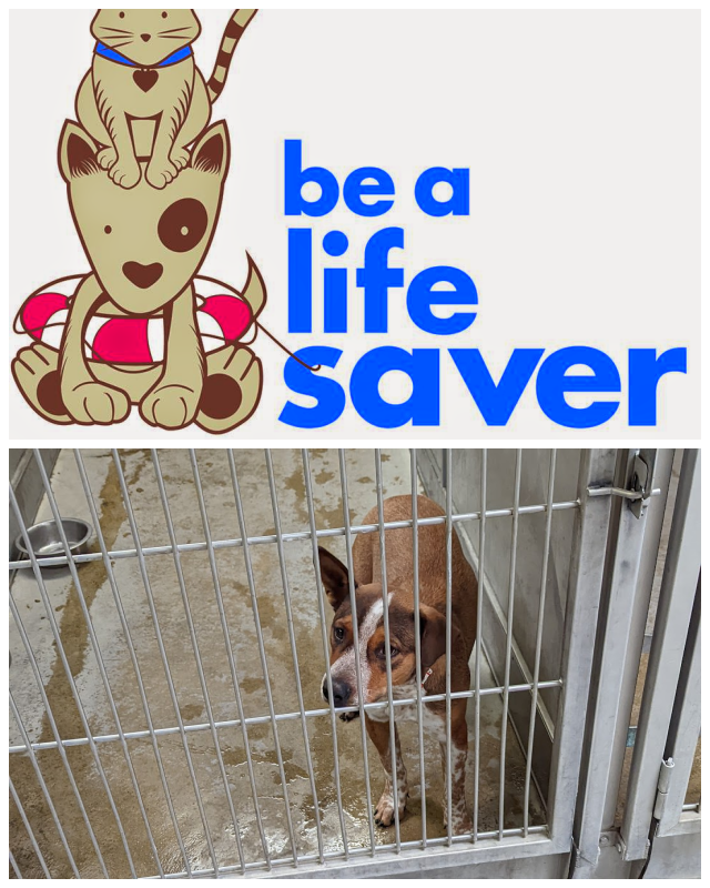 Review CCSPCA Fresno image 97095