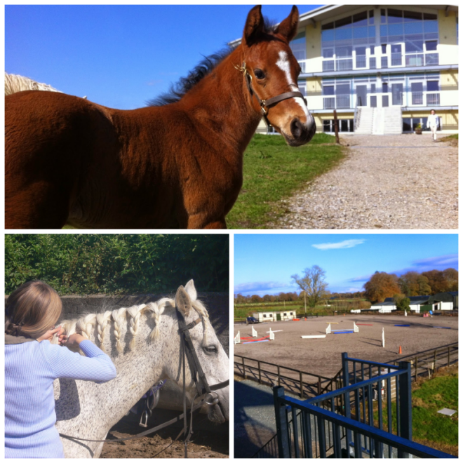 Review Royal Meath Equestrian Centre image 152016