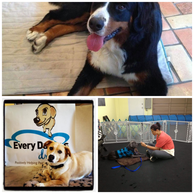 Review Every Dawg's Dream image 149347