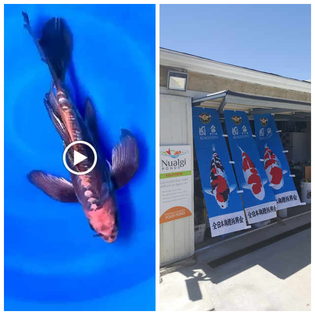 Review Cali Koi image 206315