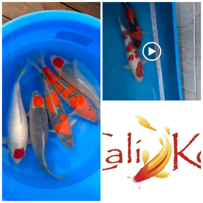 Review Cali Koi image 206316