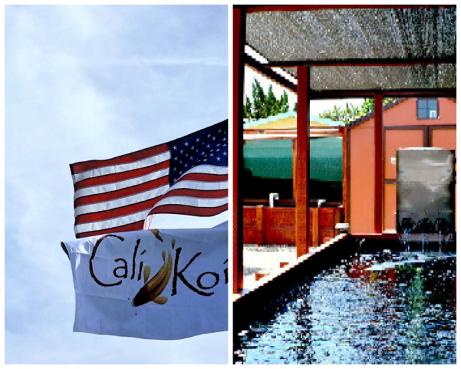Review Cali Koi image 206319