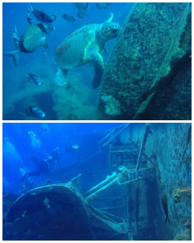 Review Viking Divers image 138241