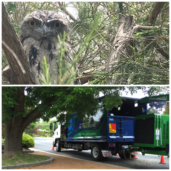 Review ACT Tree Felling image 33662
