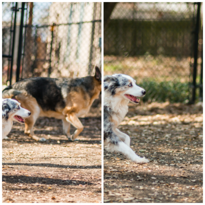 Review Shady acres pet ranch image 353178