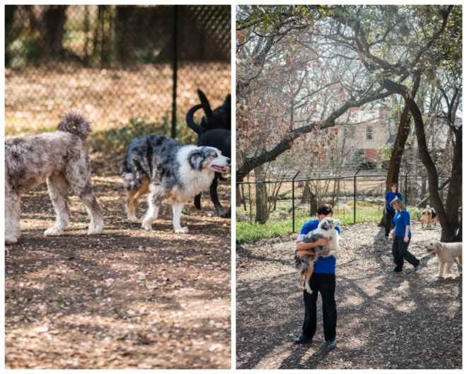 Review Shady acres pet ranch image 353179