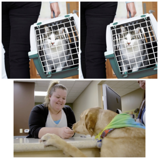 Review Emergency Veterinary Service (WVRC) image 27844