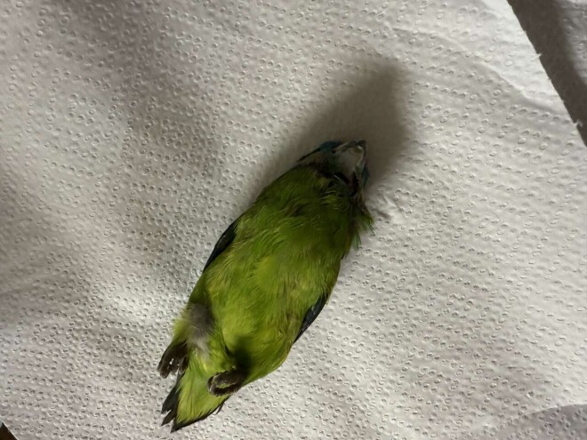 Review The unusual pet vets image 358698