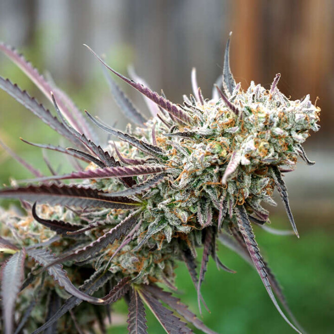 Review hynoseeds image 358226