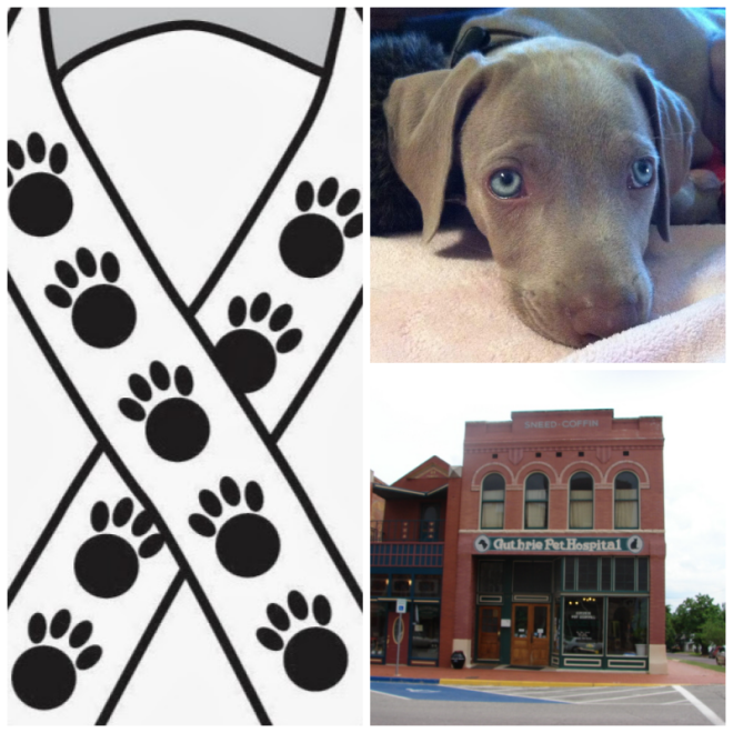 Review Guthrie pet hospital image 293510