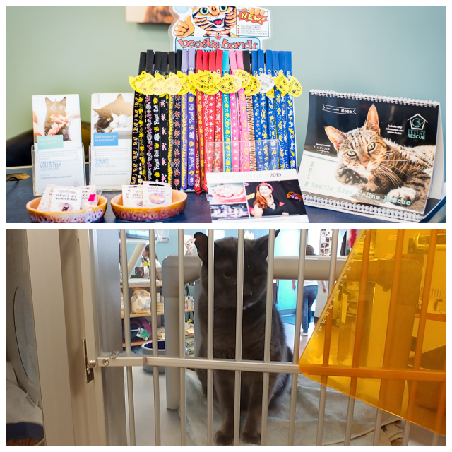 Review Seattle Area Feline Rescue image 231451
