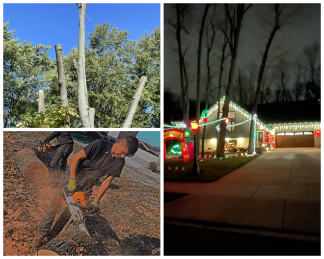 Review A-1 Tree Specialists image 170795