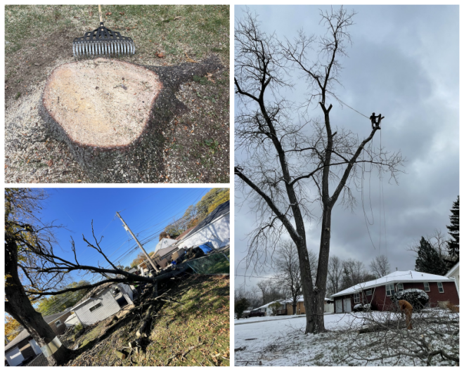 Review A-1 Tree Specialists image 170796