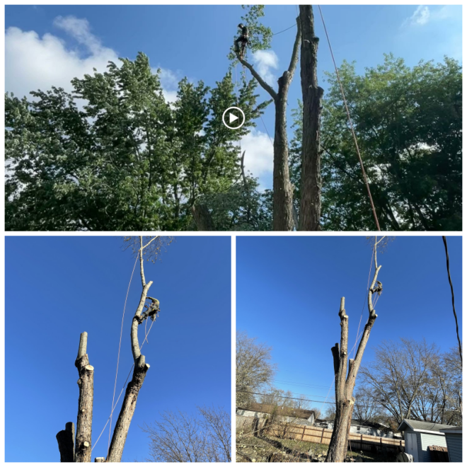 Review A-1 Tree Specialists image 170797