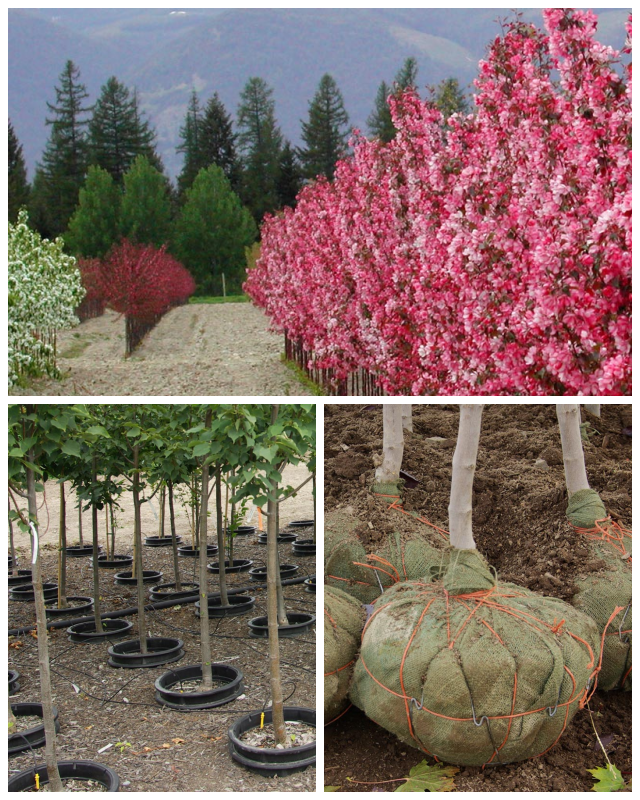Review Apple Creek Propagators image 226136