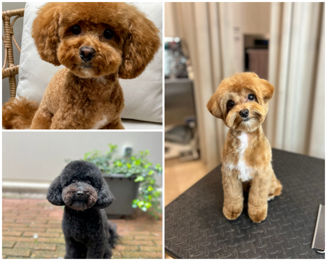 Review Dogma Grooming Spa and Salon image 5612