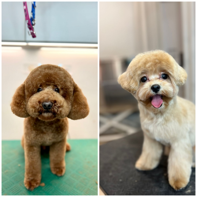 Review Dogma Grooming Spa and Salon image 5613