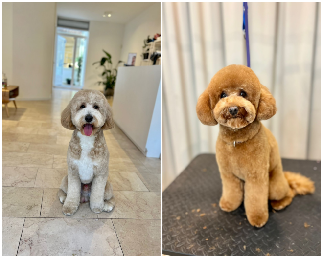 Review Dogma Grooming Spa and Salon image 5614