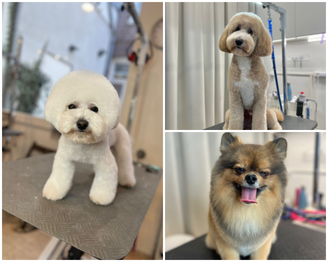 Review Dogma Grooming Spa and Salon image 5615