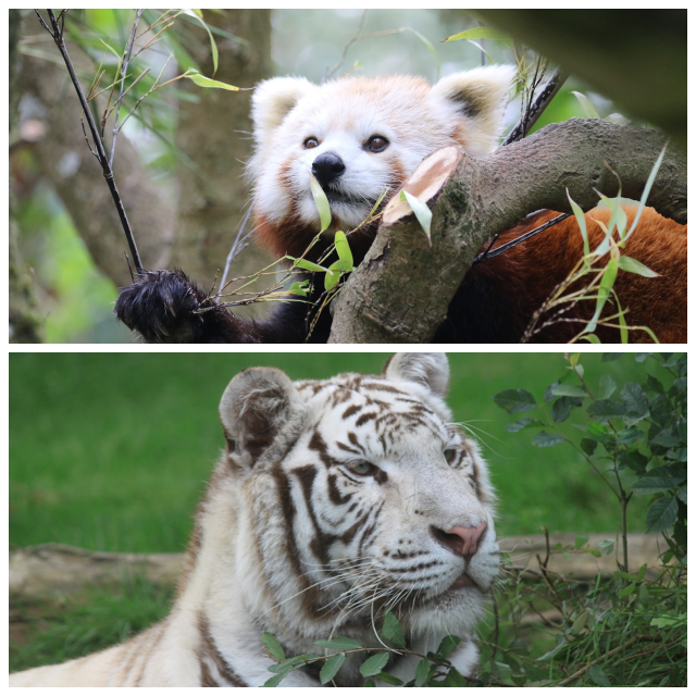 Review Asson Zoo image 101496