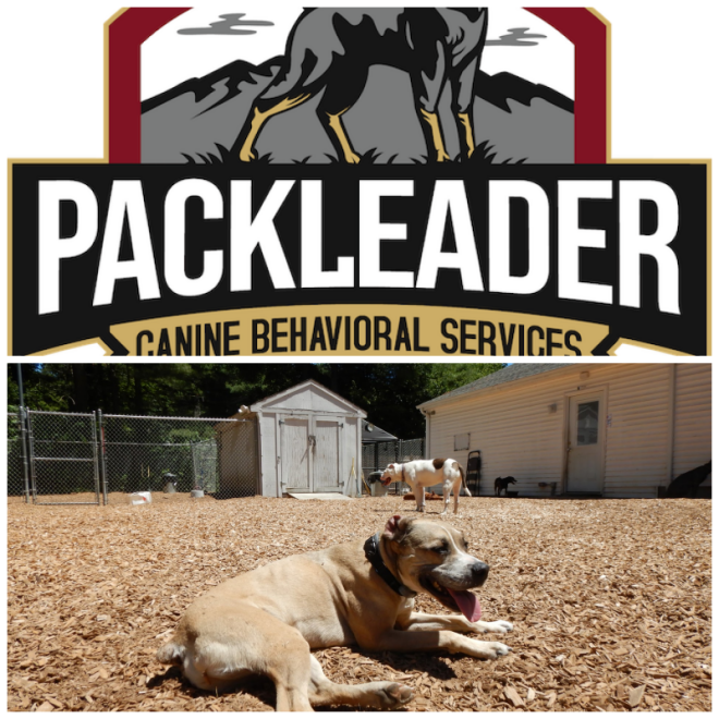 Review Canine behavioral services inc. image 306579