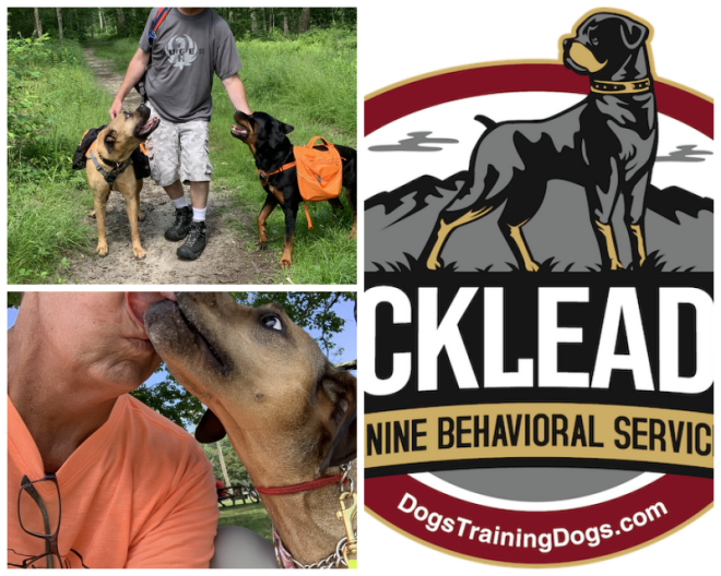 Review Canine behavioral services inc. image 306580