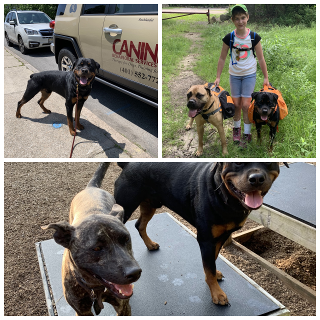 Review Canine behavioral services inc. image 306581
