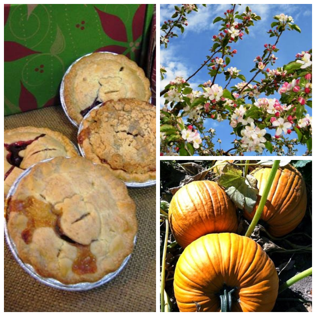 Review Pine Tree Apple Orchard image 24612