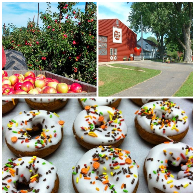 Review Pine Tree Apple Orchard image 24613