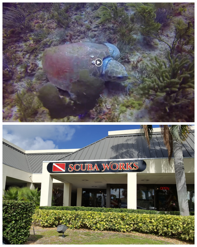 Review Scuba works image 351308