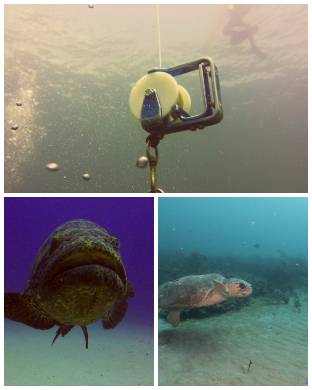 Review Scuba works image 351309