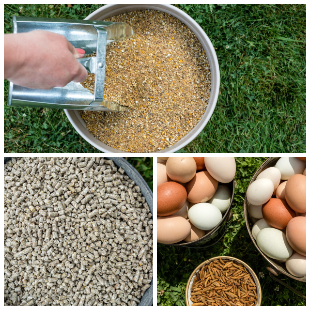 Review Scratch and peck feeds, llc image 351213