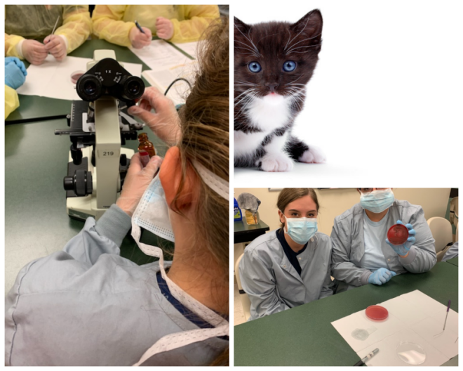 Review Vet tech institute image 252554
