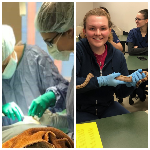 Review Vet tech institute image 252557