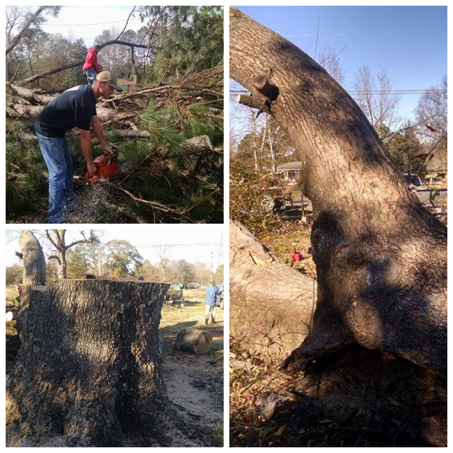 Review Macs tree service image 316168
