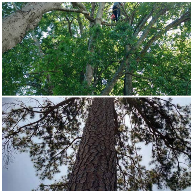 Review Macs tree service image 316169