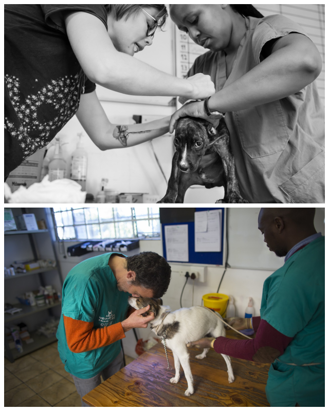 Review Mdzanana Animal Clinic image 212948
