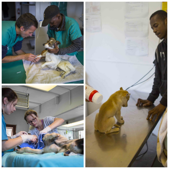 Review Mdzanana Animal Clinic image 212949