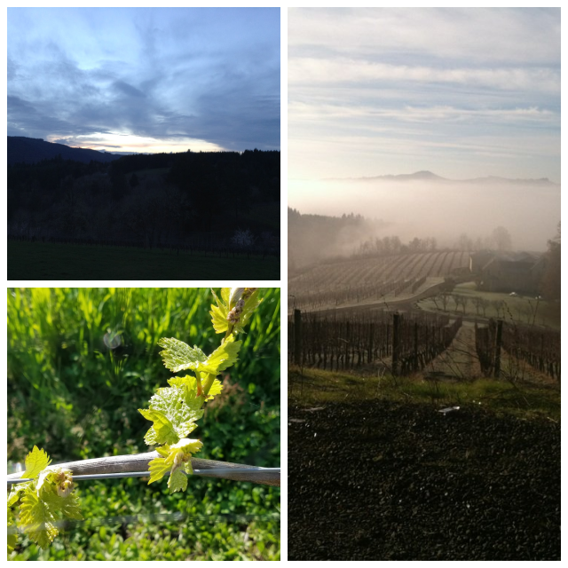 Review David hill vineyard & winery image 271910