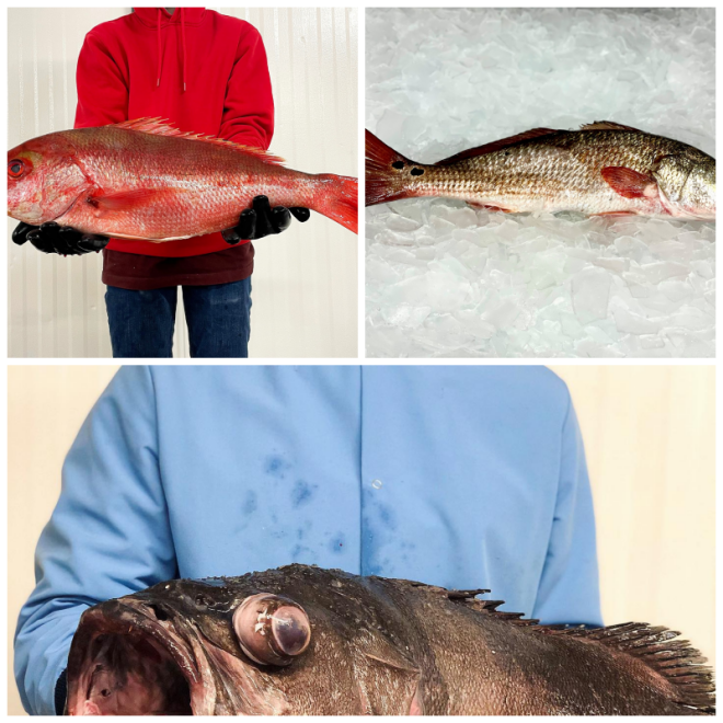 Review Sam Rust Seafood image 78053