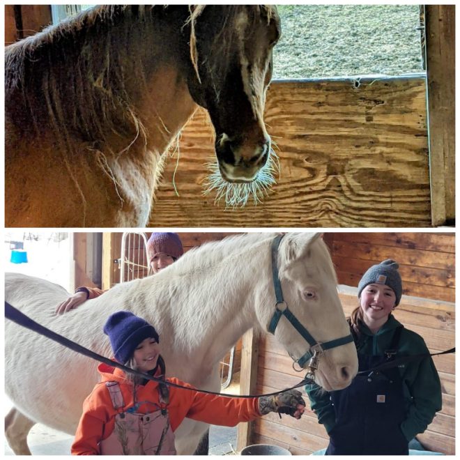 Review Hope for horses equine rescue, inc. image 298325