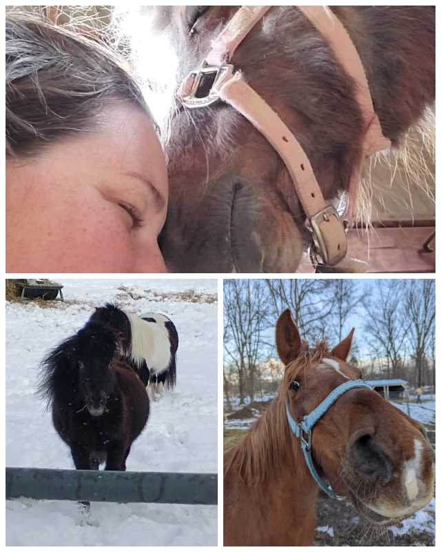 Review Hope for horses equine rescue, inc. image 298326