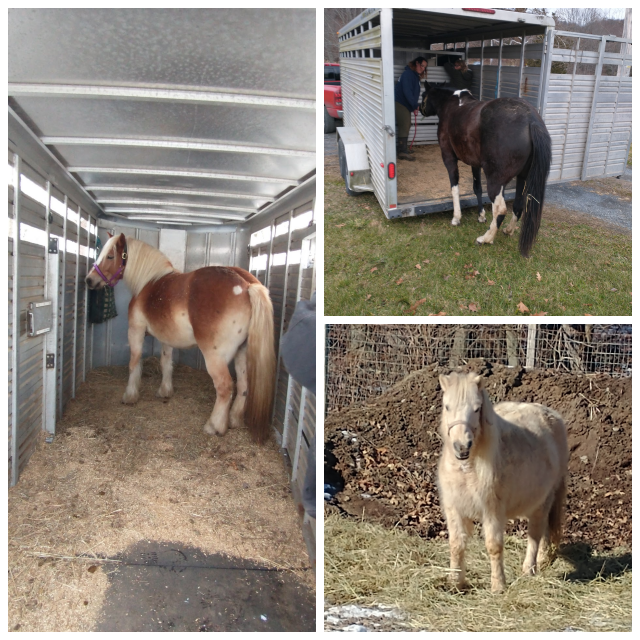 Review Hope for horses equine rescue, inc. image 298327