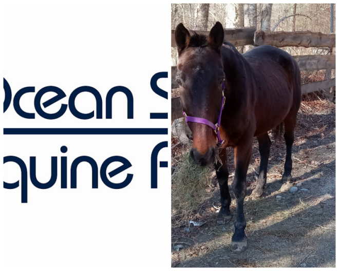 Review Ocean state equine associates image 330523