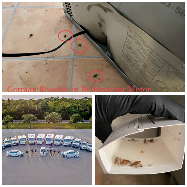 Review Dave's pest control image 271847