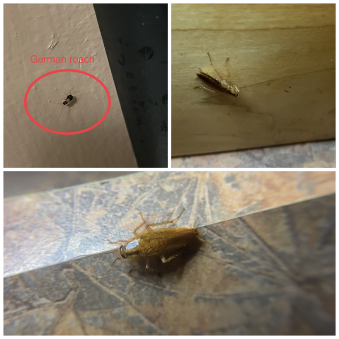 Review Dave's pest control image 271848